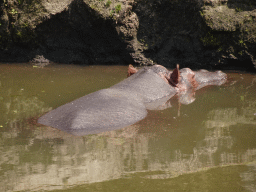Hippopotamus at the Safaripark Beekse Bergen, viewed from the Kongoplein square