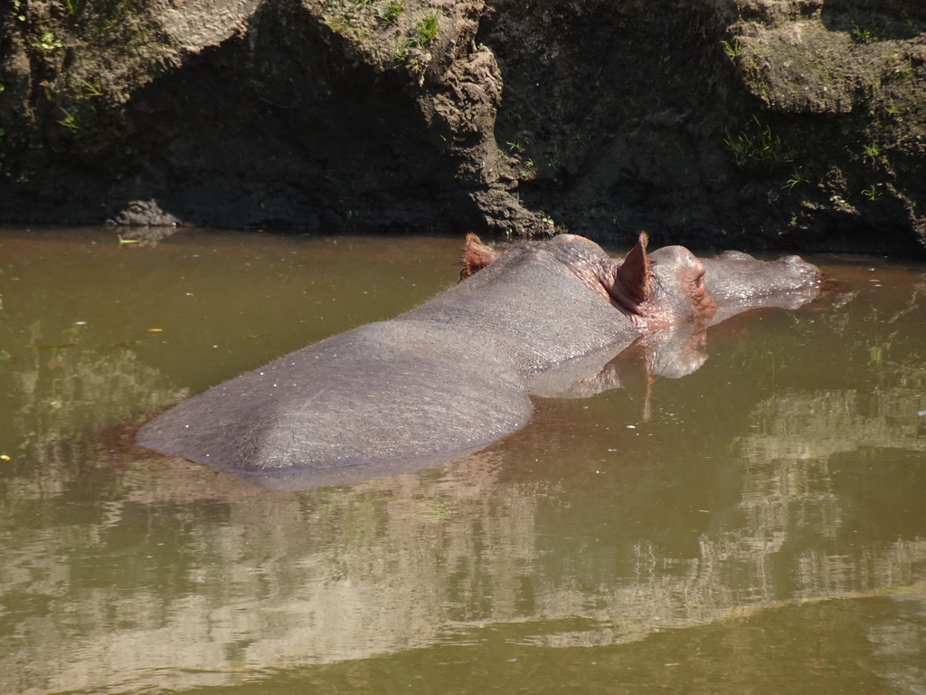 Hippopotamus at the Safaripark Beekse Bergen, viewed from the Kongoplein square