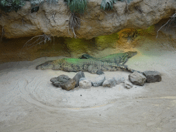 Nile Crocodiles at the Hippopotamus and Crocodile enclosure at the Safaripark Beekse Bergen