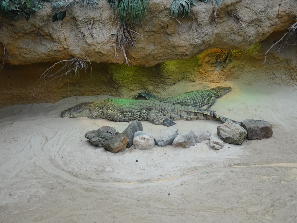 Nile Crocodiles at the Hippopotamus and Crocodile enclosure at the Safaripark Beekse Bergen