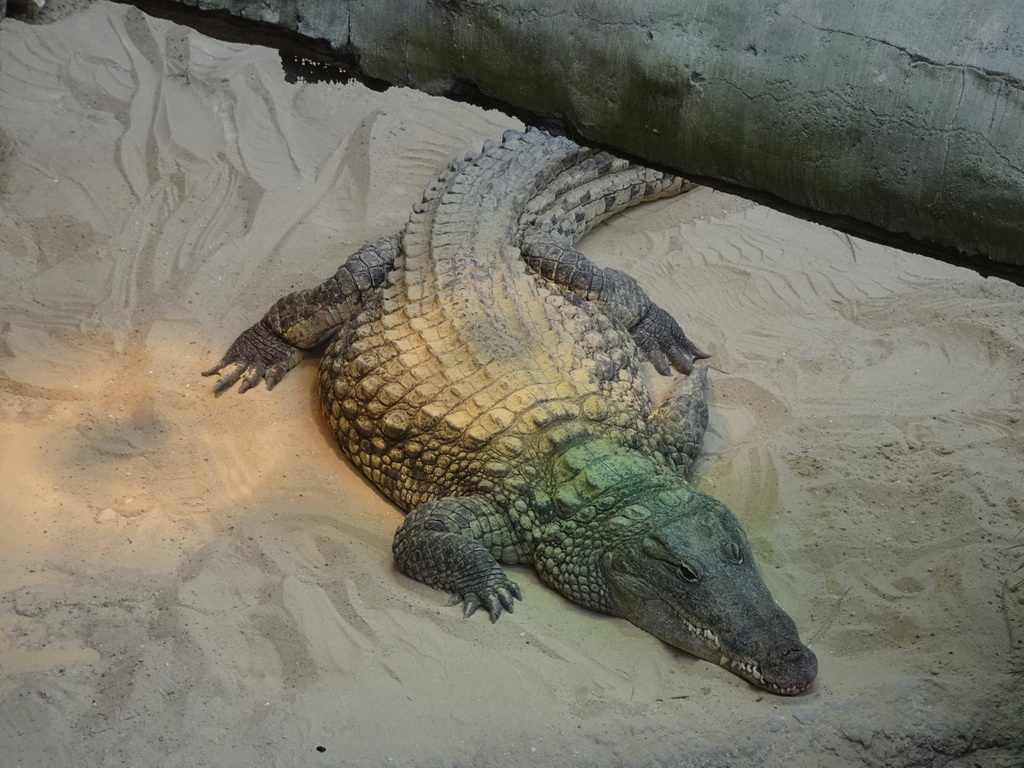 Nile Crocodile at the Hippopotamus and Crocodile enclosure at the Safaripark Beekse Bergen