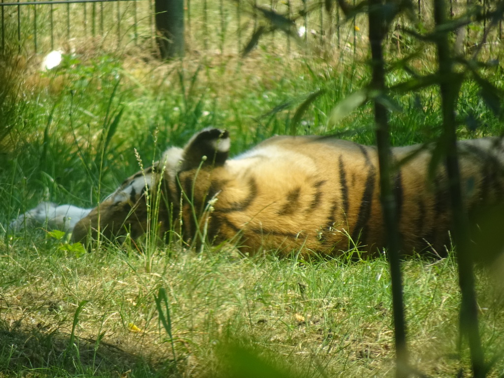 Amur Tiger at the Safaripark Beekse Bergen