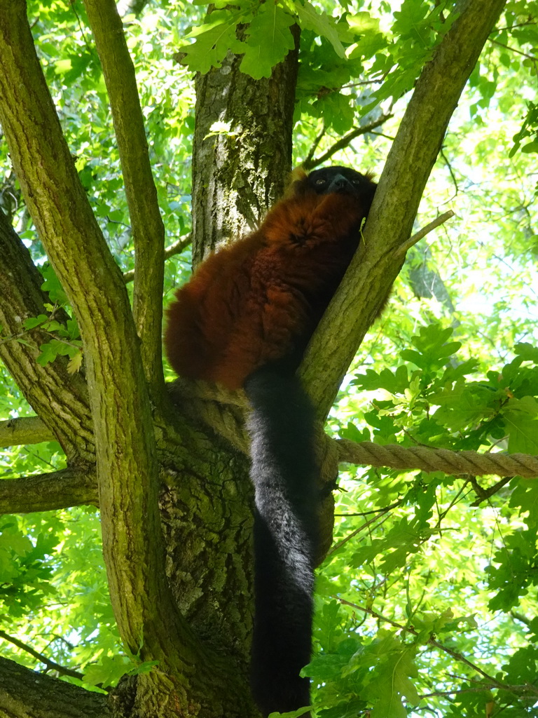 Red Ruffed Lemur at the Safaripark Beekse Bergen