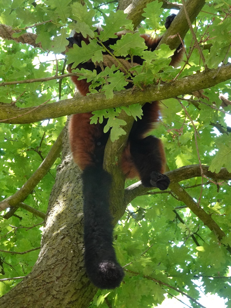 Red Ruffed Lemur at the Safaripark Beekse Bergen