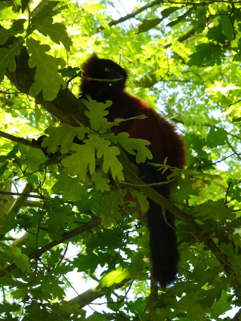 Red Ruffed Lemur at the Safaripark Beekse Bergen