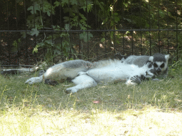 Ring-tailed Lemurs at the Safaripark Beekse Bergen