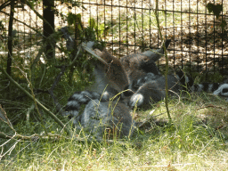 Ring-tailed Lemurs at the Safaripark Beekse Bergen