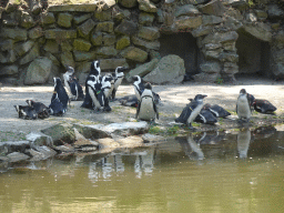 African Penguins at the Safaripark Beekse Bergen