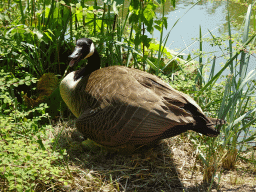 Goose with eggs at the Safaripark Beekse Bergen