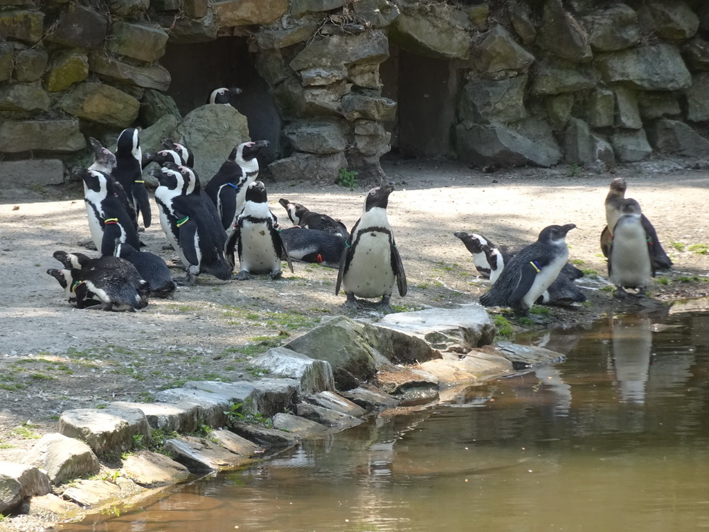 African Penguins at the Safaripark Beekse Bergen