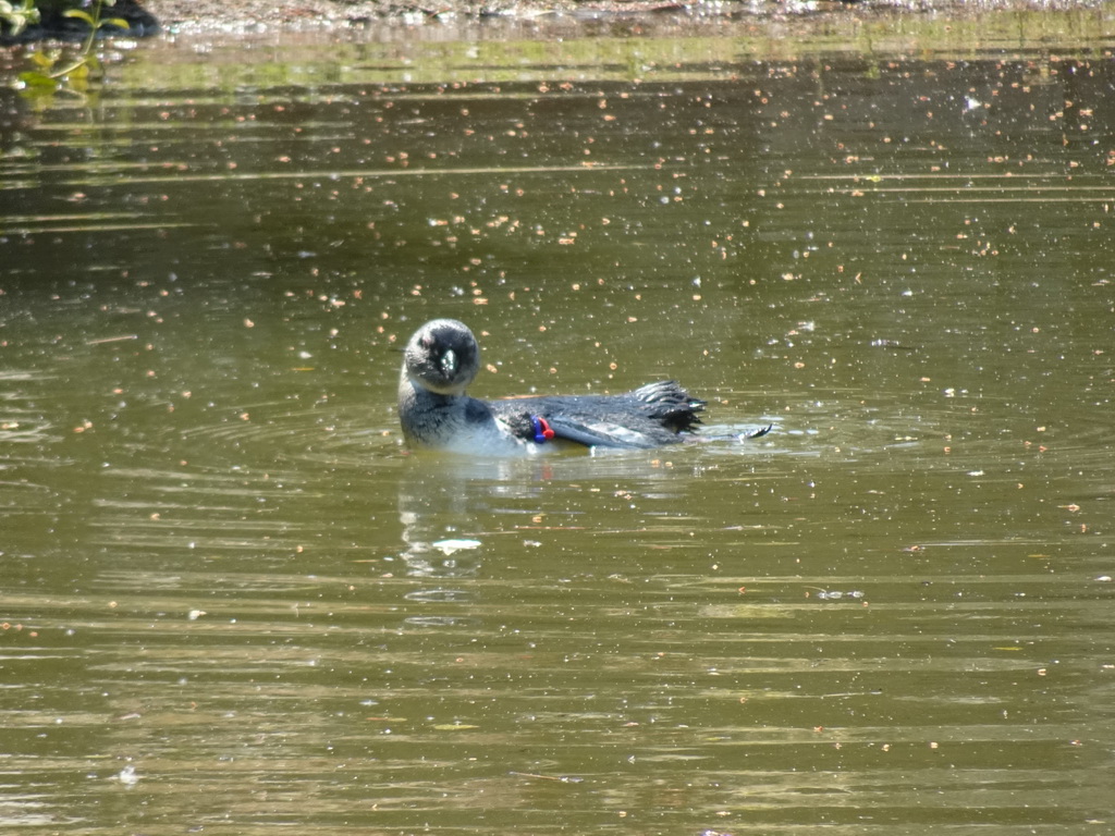 African Penguin at the Safaripark Beekse Bergen