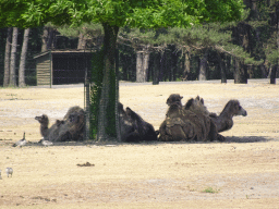 Camels at the Safaripark Beekse Bergen