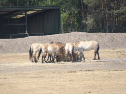 Przewalski`s Horses at the Safaripark Beekse Bergen