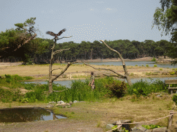 Zookeeper and Steppe Eagle at the Safaripark Beekse Bergen, during the Birds of Prey Safari