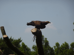 Steppe Eagle at the Safaripark Beekse Bergen, during the Birds of Prey Safari