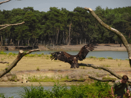 Zookeeper and Steppe Eagle at the Safaripark Beekse Bergen, during the Birds of Prey Safari