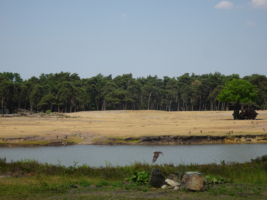 Steppe Eagle and Camels at the Safaripark Beekse Bergen, during the Birds of Prey Safari