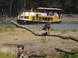 Zookeeper, Steppe Eagle and safari boat at the Safaripark Beekse Bergen, during the Birds of Prey Safari