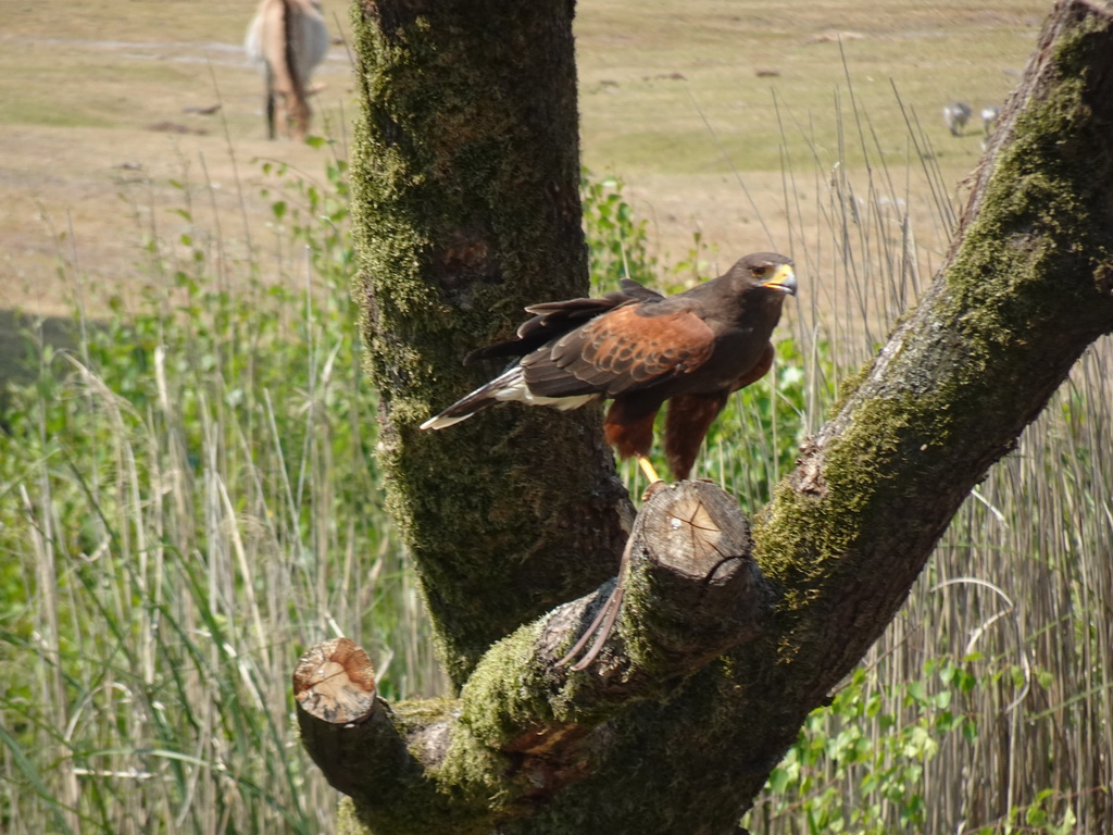 Steppe Eagle at the Safaripark Beekse Bergen, during the Birds of Prey Safari