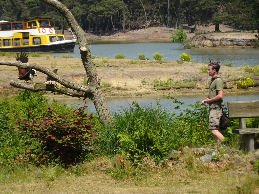 Zookeeper, Steppe Eagles and safari boat at the Safaripark Beekse Bergen, during the Birds of Prey Safari