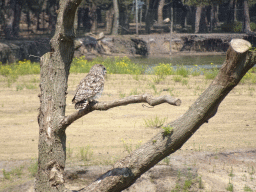 Owl at the Safaripark Beekse Bergen, during the Birds of Prey Safari