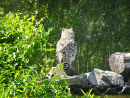 Owl at the Safaripark Beekse Bergen, during the Birds of Prey Safari