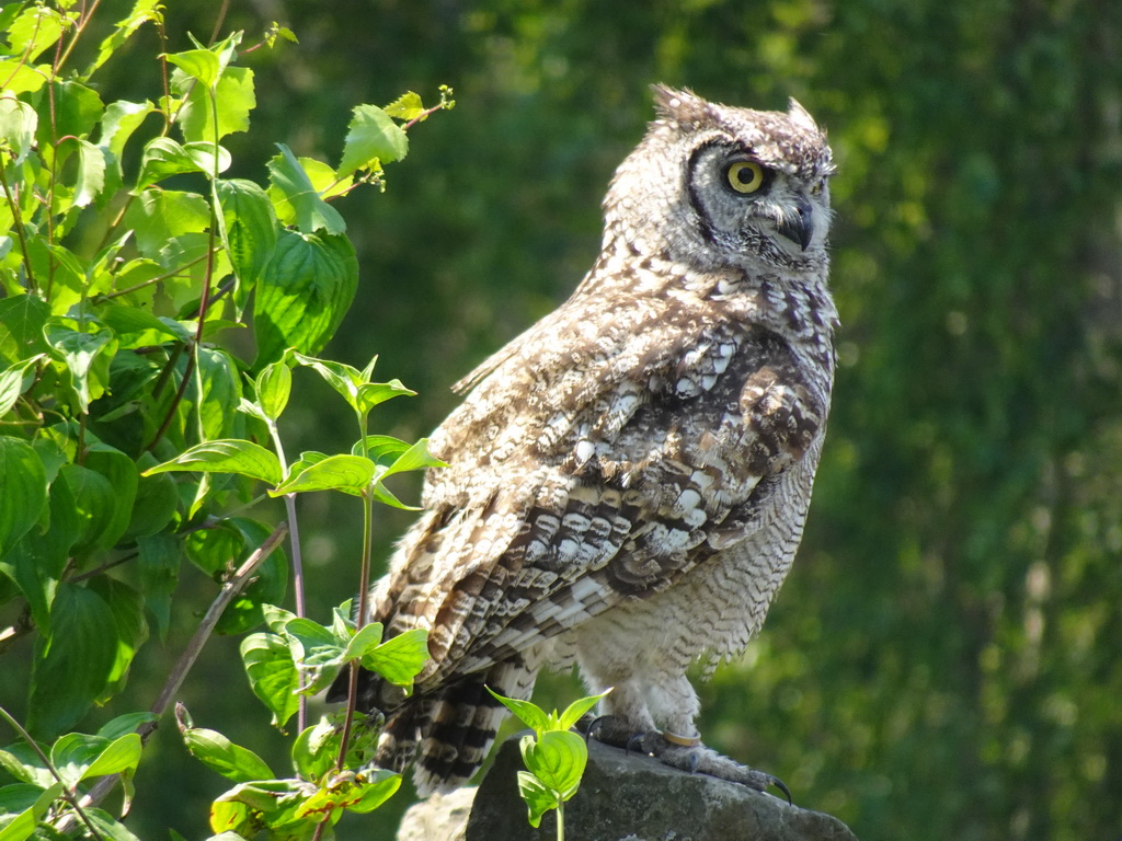 Owl at the Safaripark Beekse Bergen, during the Birds of Prey Safari