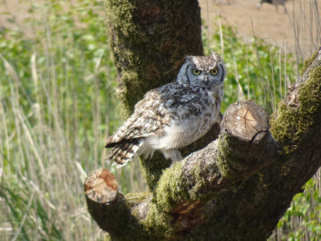 Owl at the Safaripark Beekse Bergen, during the Birds of Prey Safari