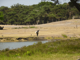 Bald Eagle and Camel at the Safaripark Beekse Bergen, during the Birds of Prey Safari