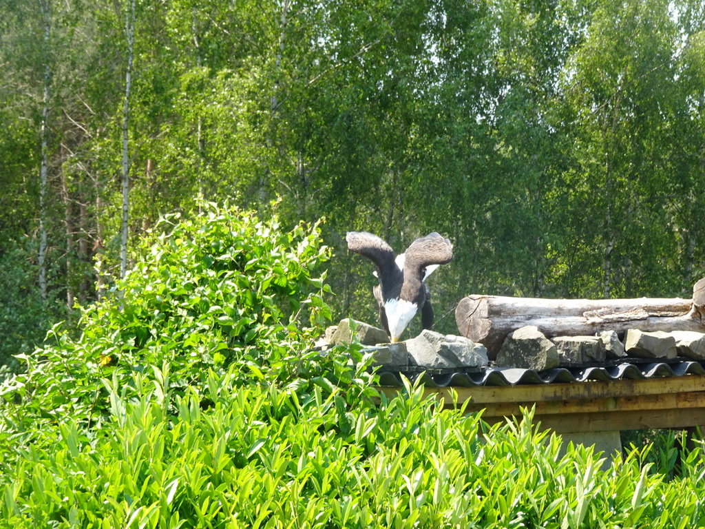 Bald Eagle at the Safaripark Beekse Bergen, during the Birds of Prey Safari