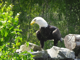 Bald Eagle at the Safaripark Beekse Bergen, during the Birds of Prey Safari
