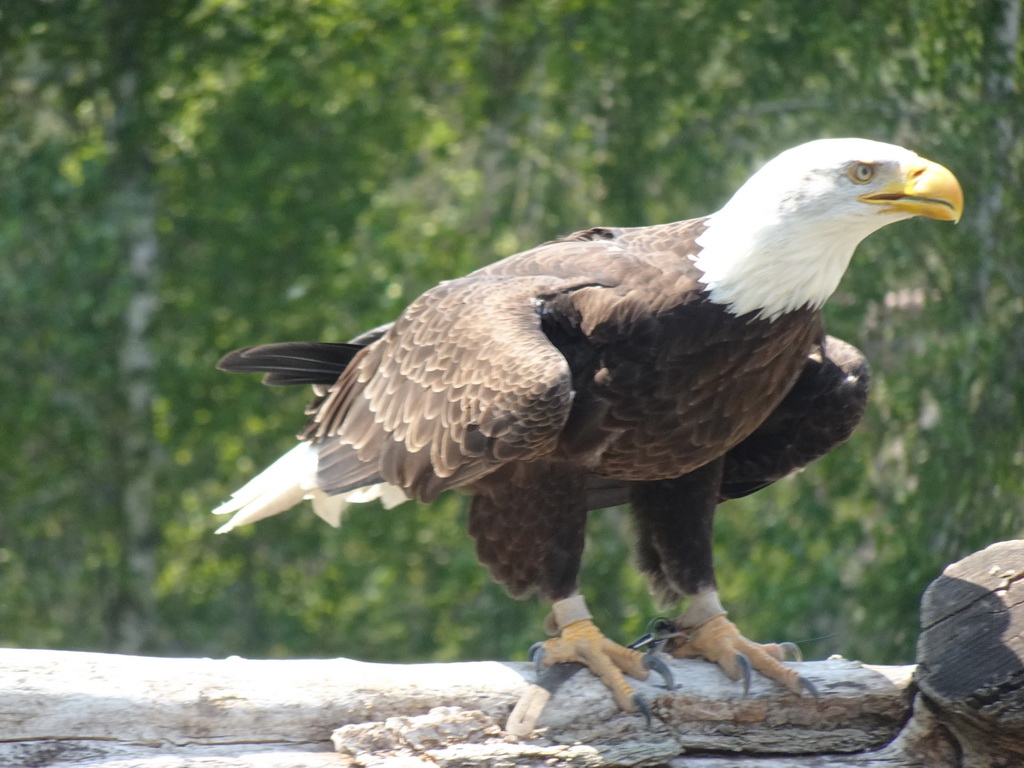 Bald Eagle at the Safaripark Beekse Bergen, during the Birds of Prey Safari