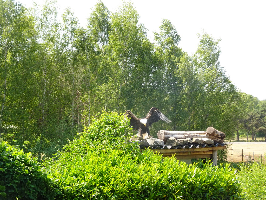 Bald Eagle at the Safaripark Beekse Bergen, during the Birds of Prey Safari