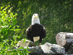 Bald Eagle at the Safaripark Beekse Bergen, during the Birds of Prey Safari