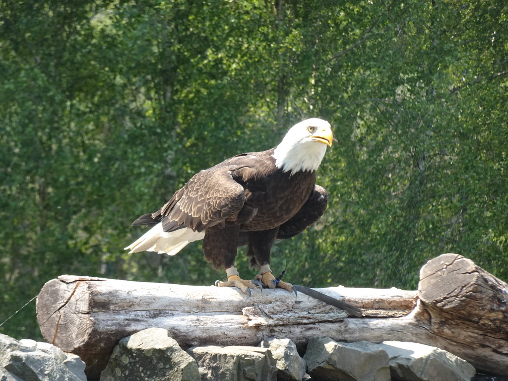 Bald Eagle at the Safaripark Beekse Bergen, during the Birds of Prey Safari