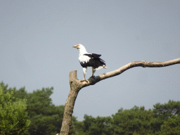 White-bellied Sea Eagle at the Safaripark Beekse Bergen, during the Birds of Prey Safari