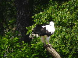 White-bellied Sea Eagle at the Safaripark Beekse Bergen, during the Birds of Prey Safari