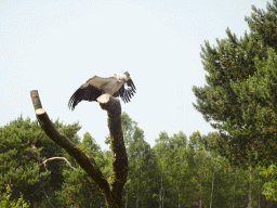 Vulture at the Safaripark Beekse Bergen, during the Birds of Prey Safari