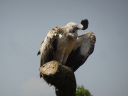 Vulture at the Safaripark Beekse Bergen, during the Birds of Prey Safari