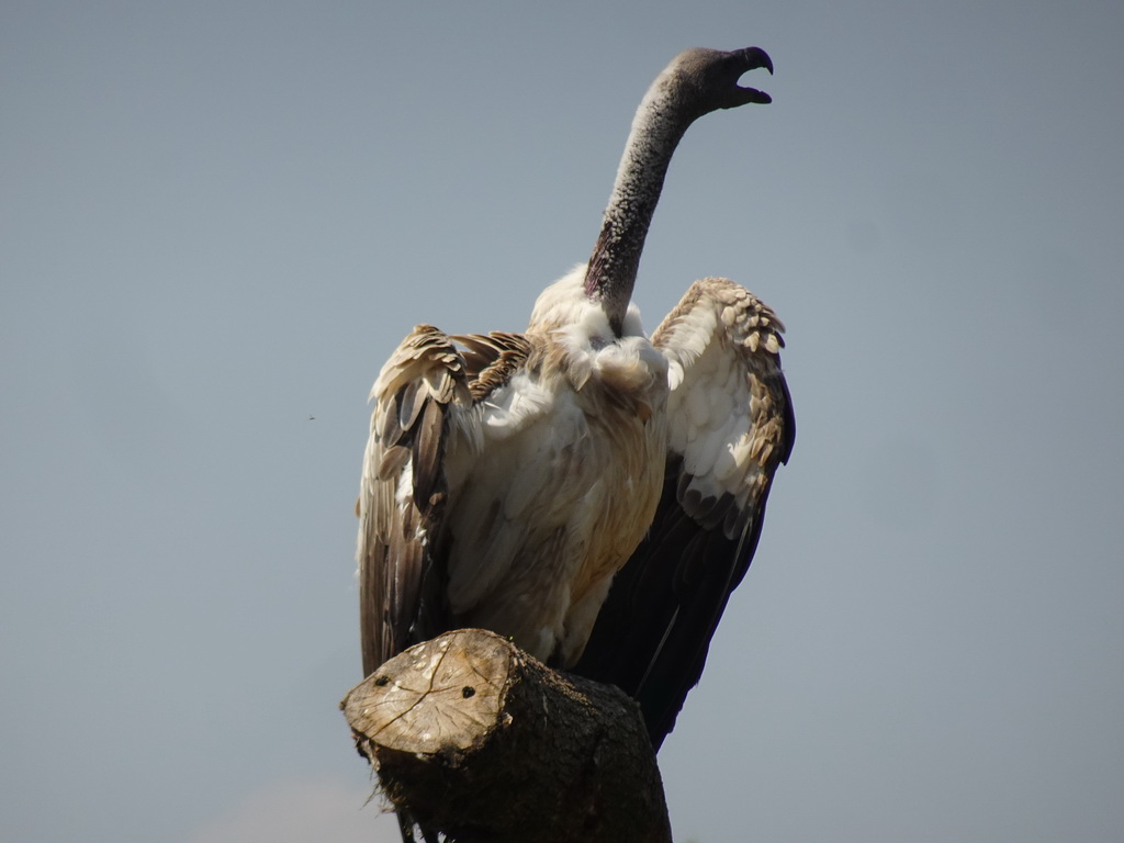 Vulture at the Safaripark Beekse Bergen, during the Birds of Prey Safari