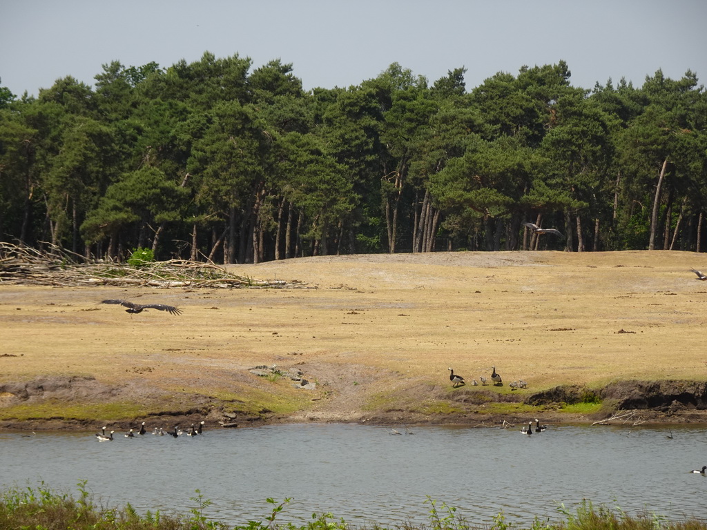 Vultures and Geese at the Safaripark Beekse Bergen, during the Birds of Prey Safari