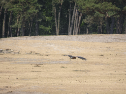 Vulture at the Safaripark Beekse Bergen, during the Birds of Prey Safari