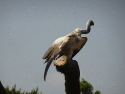 Vulture at the Safaripark Beekse Bergen, during the Birds of Prey Safari