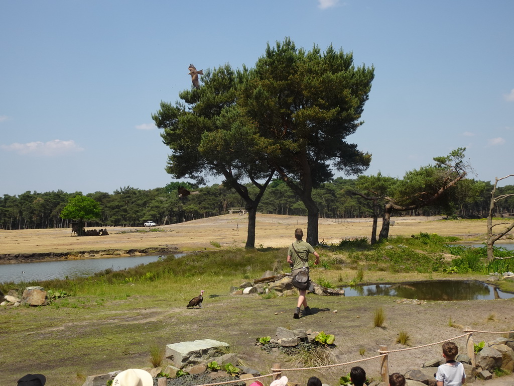 Zookeeper, Vulture and Falcon at the Safaripark Beekse Bergen, during the Birds of Prey Safari