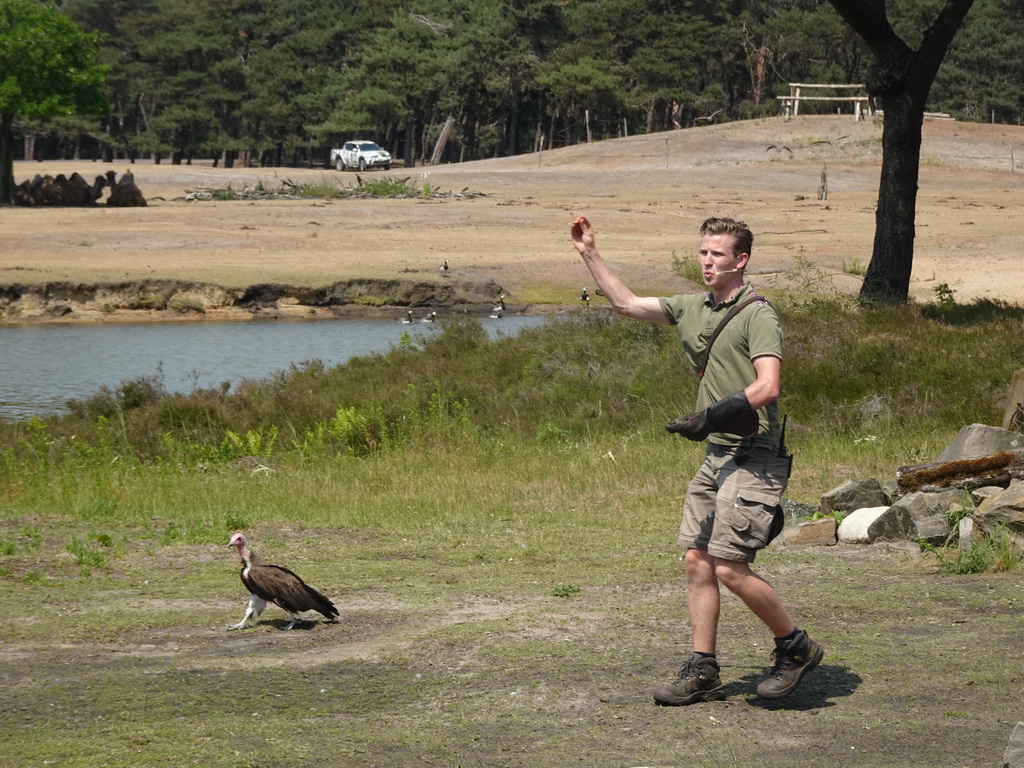 Zookeeper and Vulture at the Safaripark Beekse Bergen, during the Birds of Prey Safari