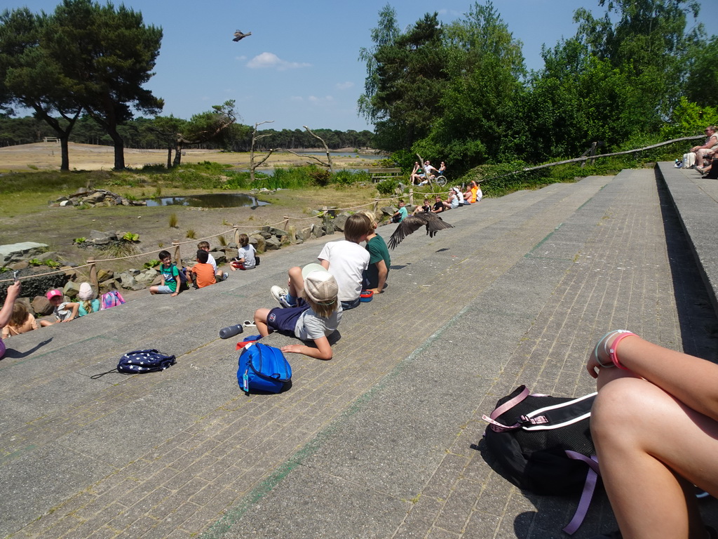 Max`s friends and Falcons at the Safaripark Beekse Bergen, during the Birds of Prey Safari