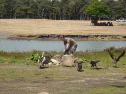 Zookeeper, Vultures, Falcons and Camels at the Safaripark Beekse Bergen, during the Birds of Prey Safari