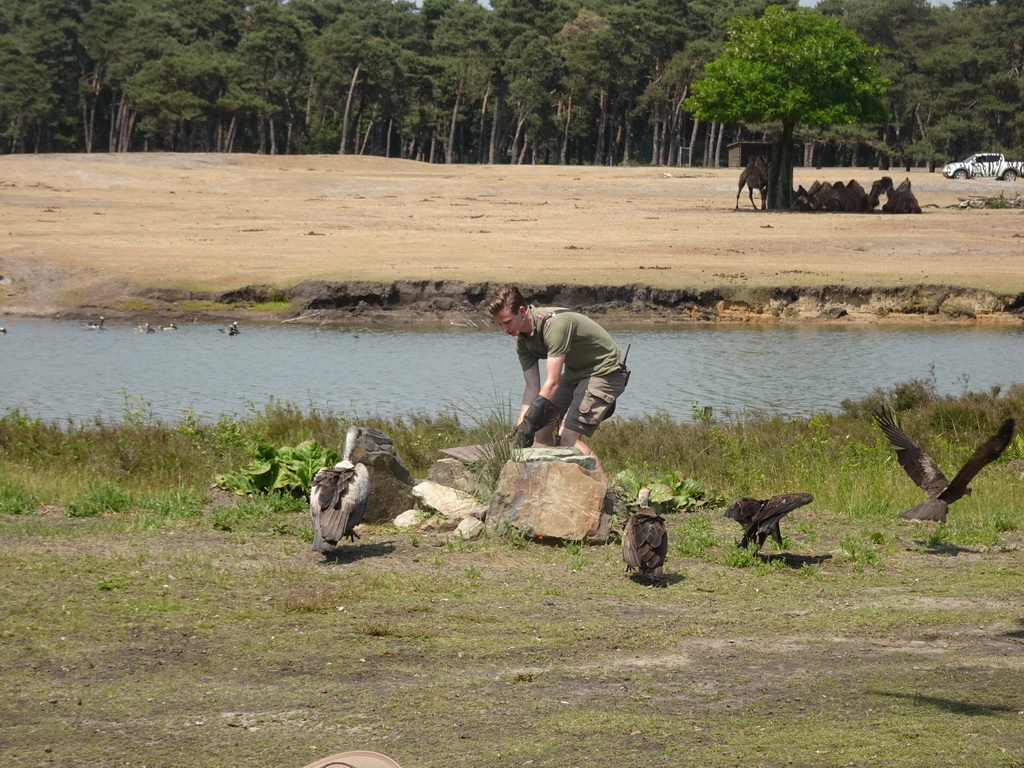 Zookeeper, Vultures, Falcons and Camels at the Safaripark Beekse Bergen, during the Birds of Prey Safari