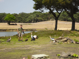 Zookeeper, Vultures, Black Crowned Cranes and Camels at the Safaripark Beekse Bergen, during the Birds of Prey Safari