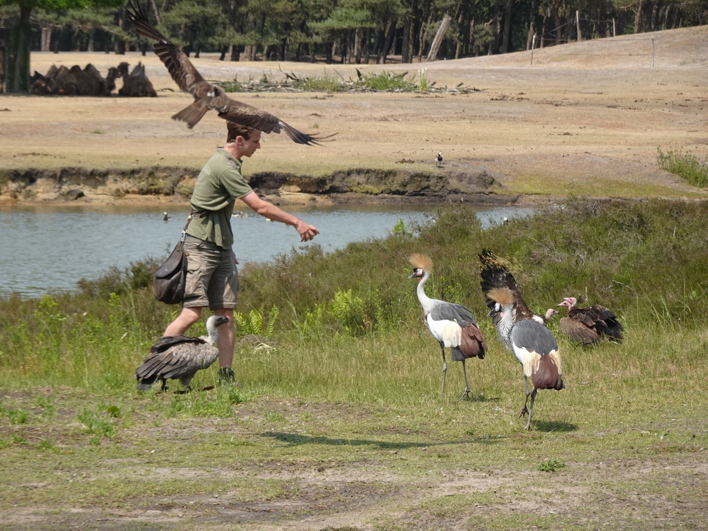 Zookeeper, Vultures, Falcon, Black Crowned Cranes and Camels at the Safaripark Beekse Bergen, during the Birds of Prey Safari